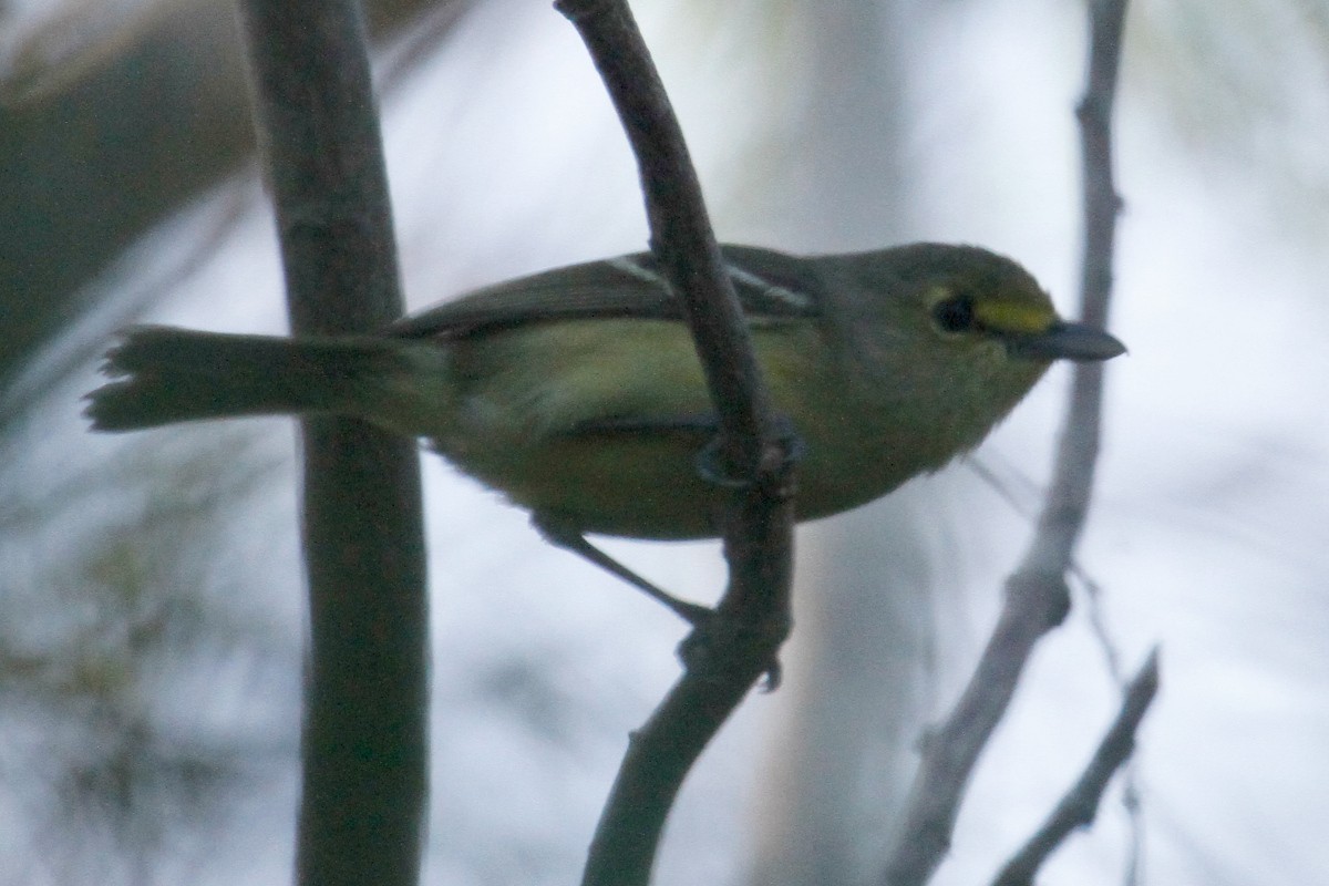 Thick-billed Vireo - ML423873551