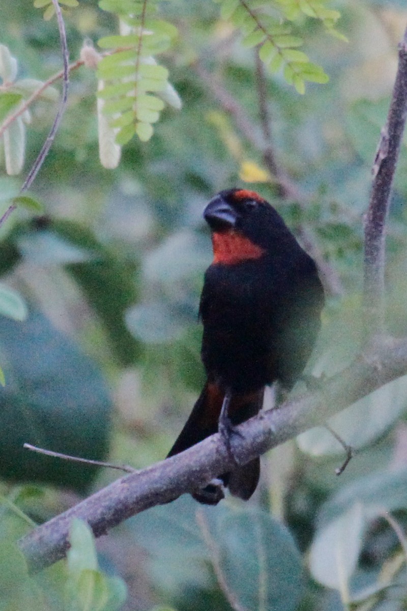 Greater Antillean Bullfinch - ML423873711