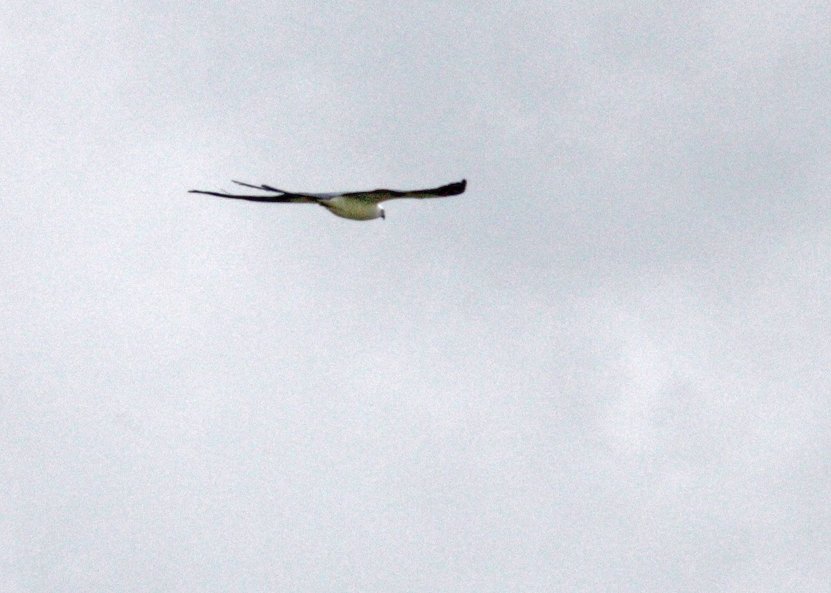 Swallow-tailed Kite - ML423873851