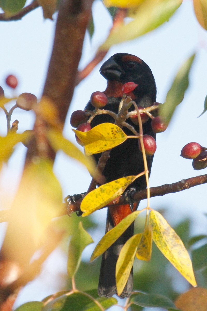 Greater Antillean Bullfinch - ML423873961