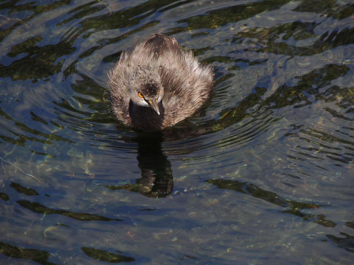 Least Grebe - jose  garcia