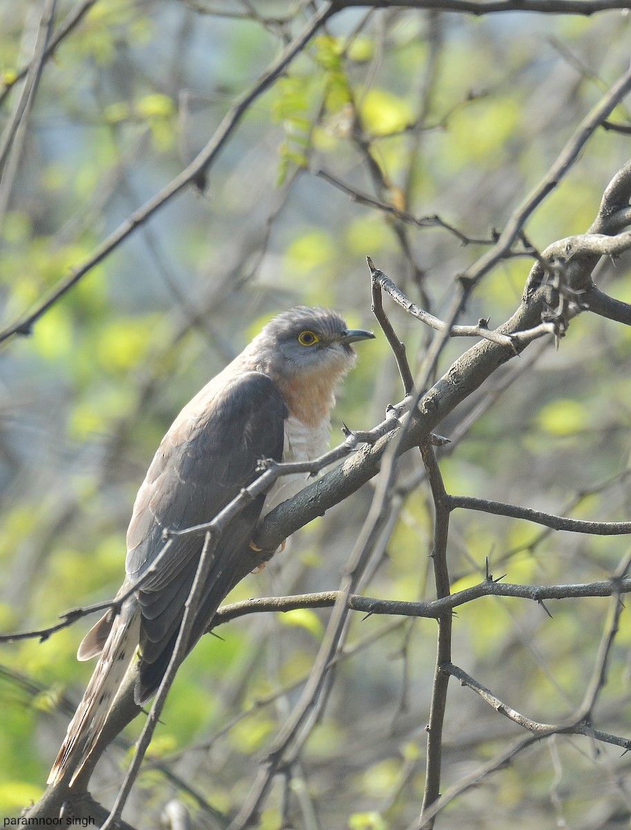 Common Hawk-Cuckoo - paramnoor singh  antaal