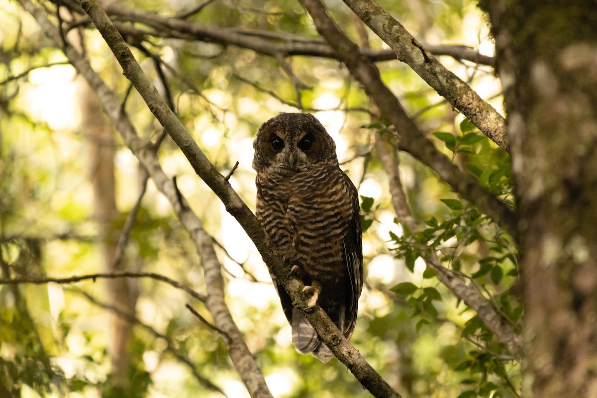 Rufous-legged Owl - ML423877631