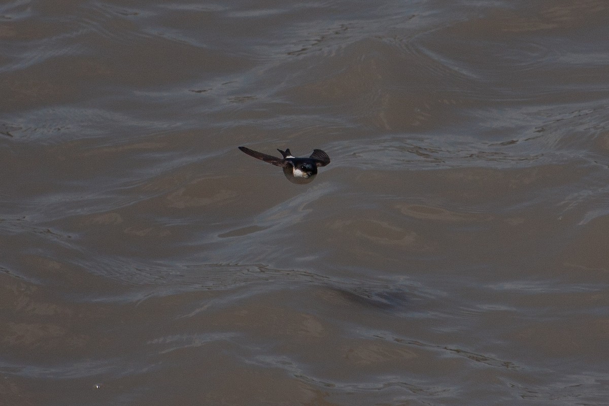 Western House-Martin - ML423878041