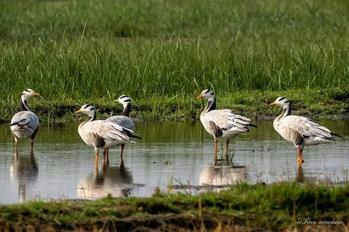 Bar-headed Goose - divya srivastava