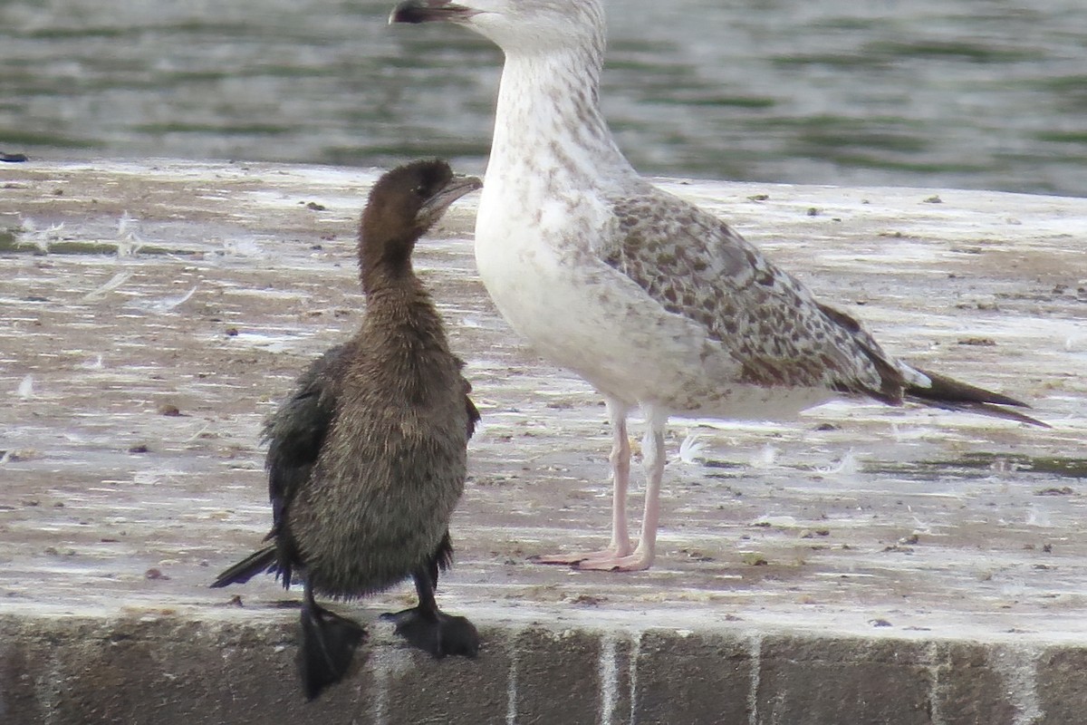 Pygmy Cormorant - ML423882621