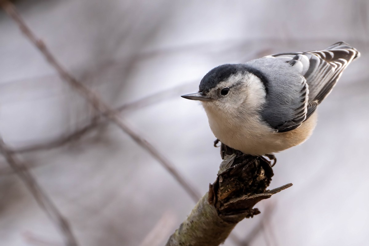 White-breasted Nuthatch - ML423883421