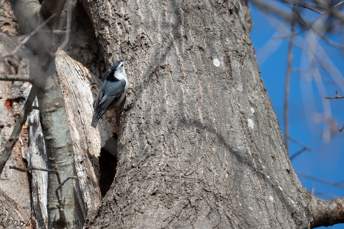 White-breasted Nuthatch - ML423884501