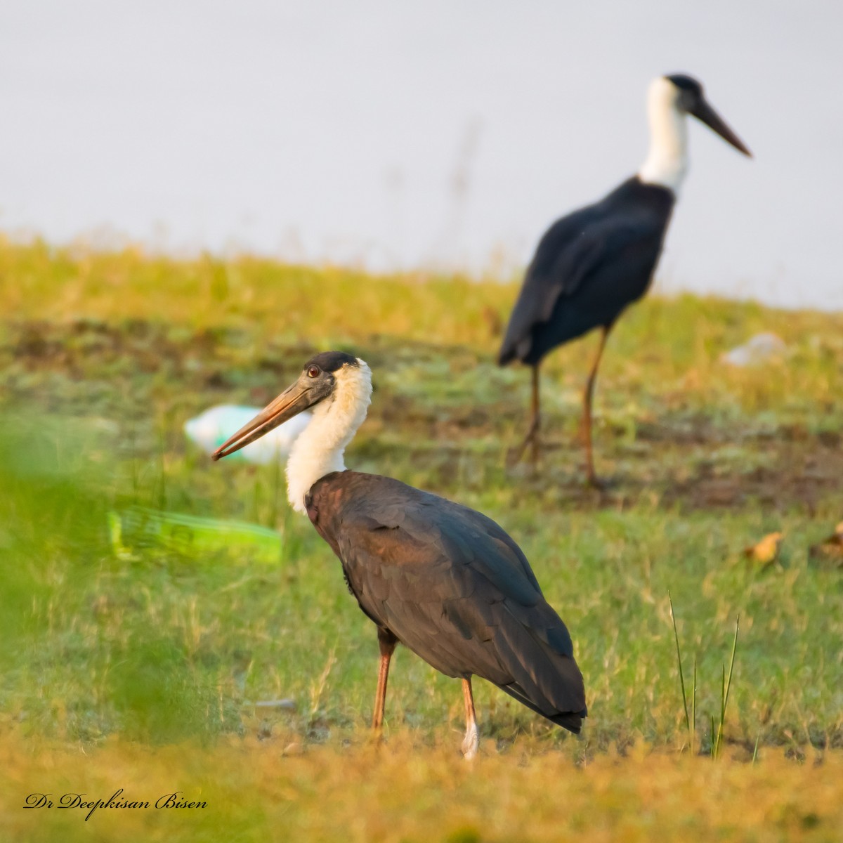 Asian Woolly-necked Stork - ML423885911