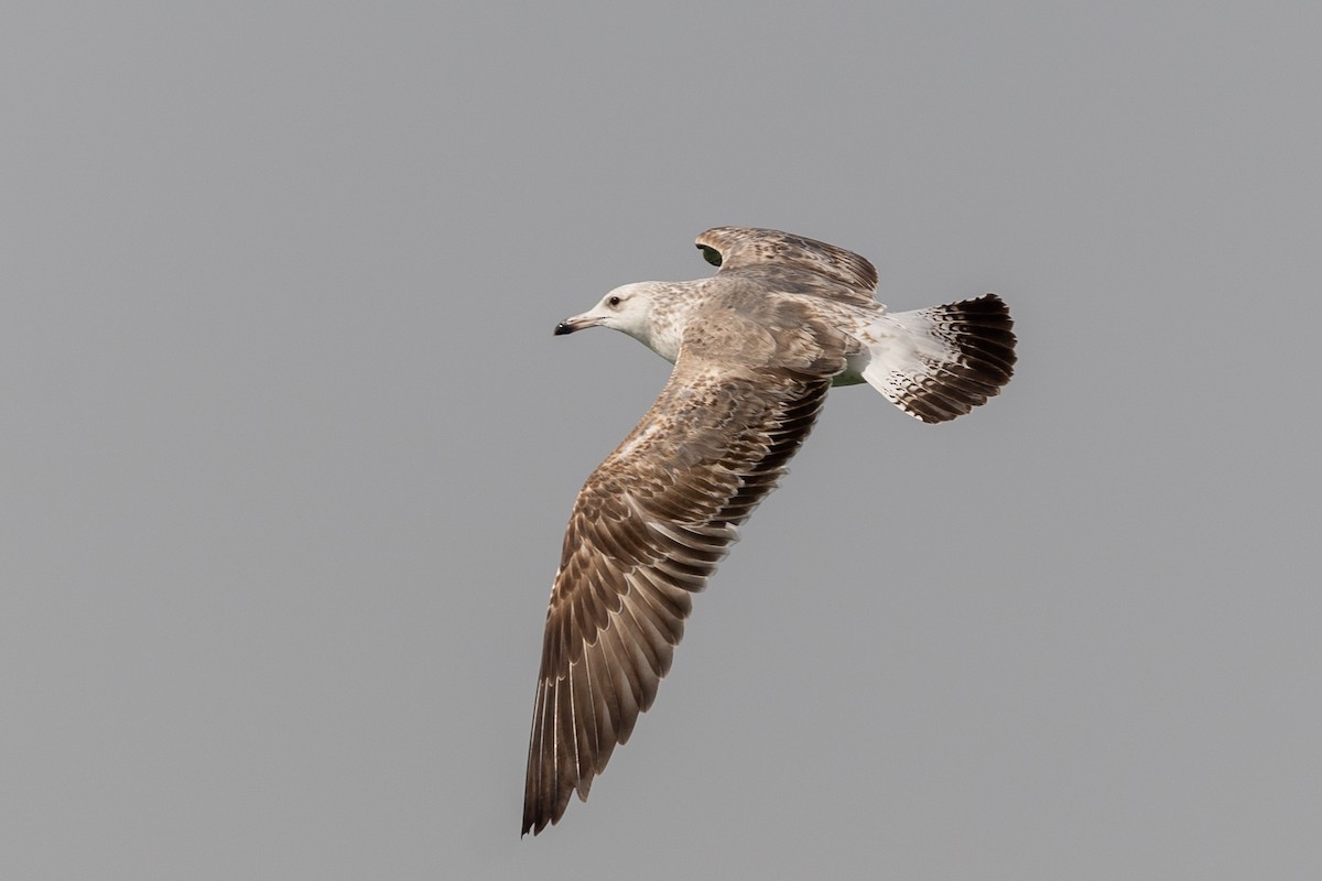 Lesser Black-backed Gull (Steppe) - Nikos Mavris