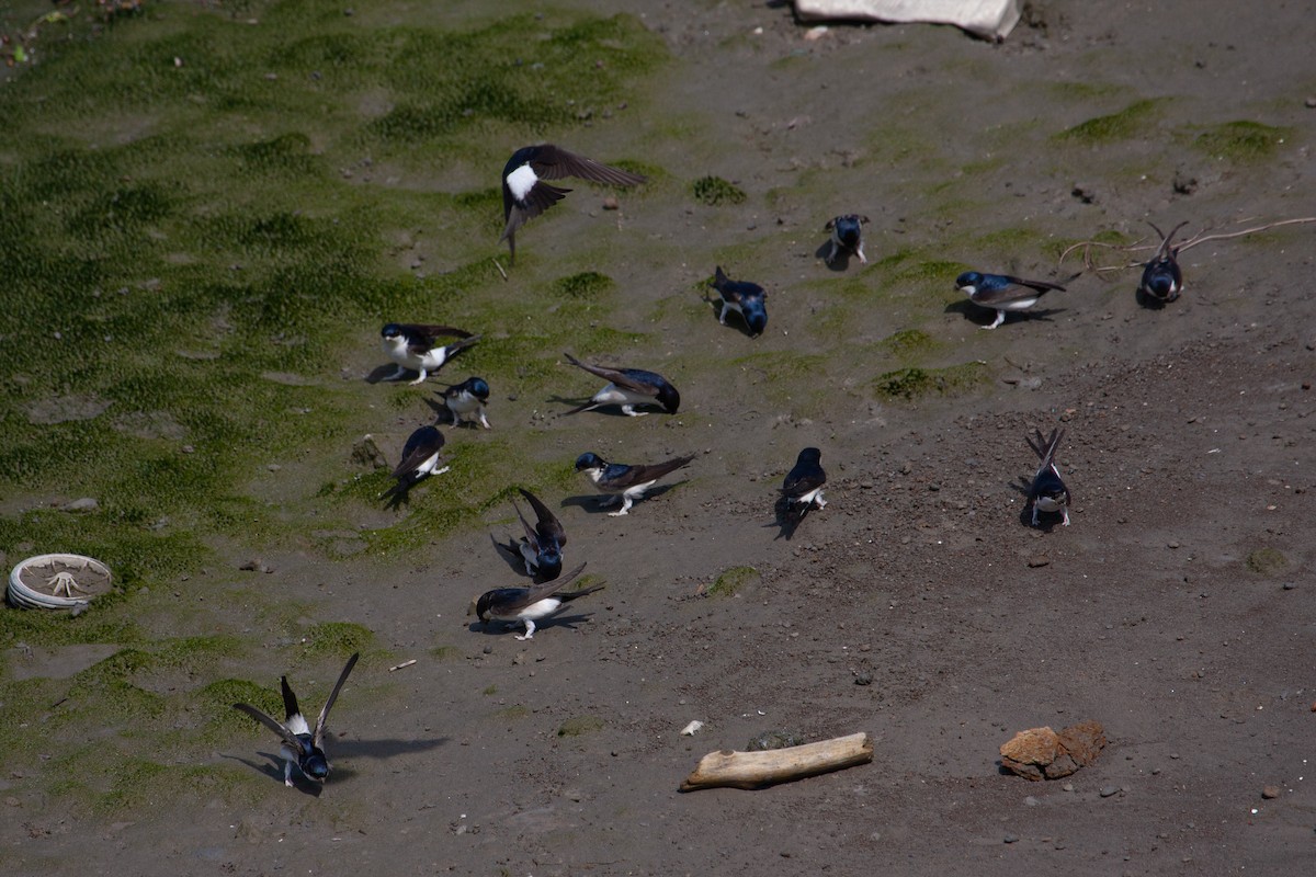 Western House-Martin - ML423886731