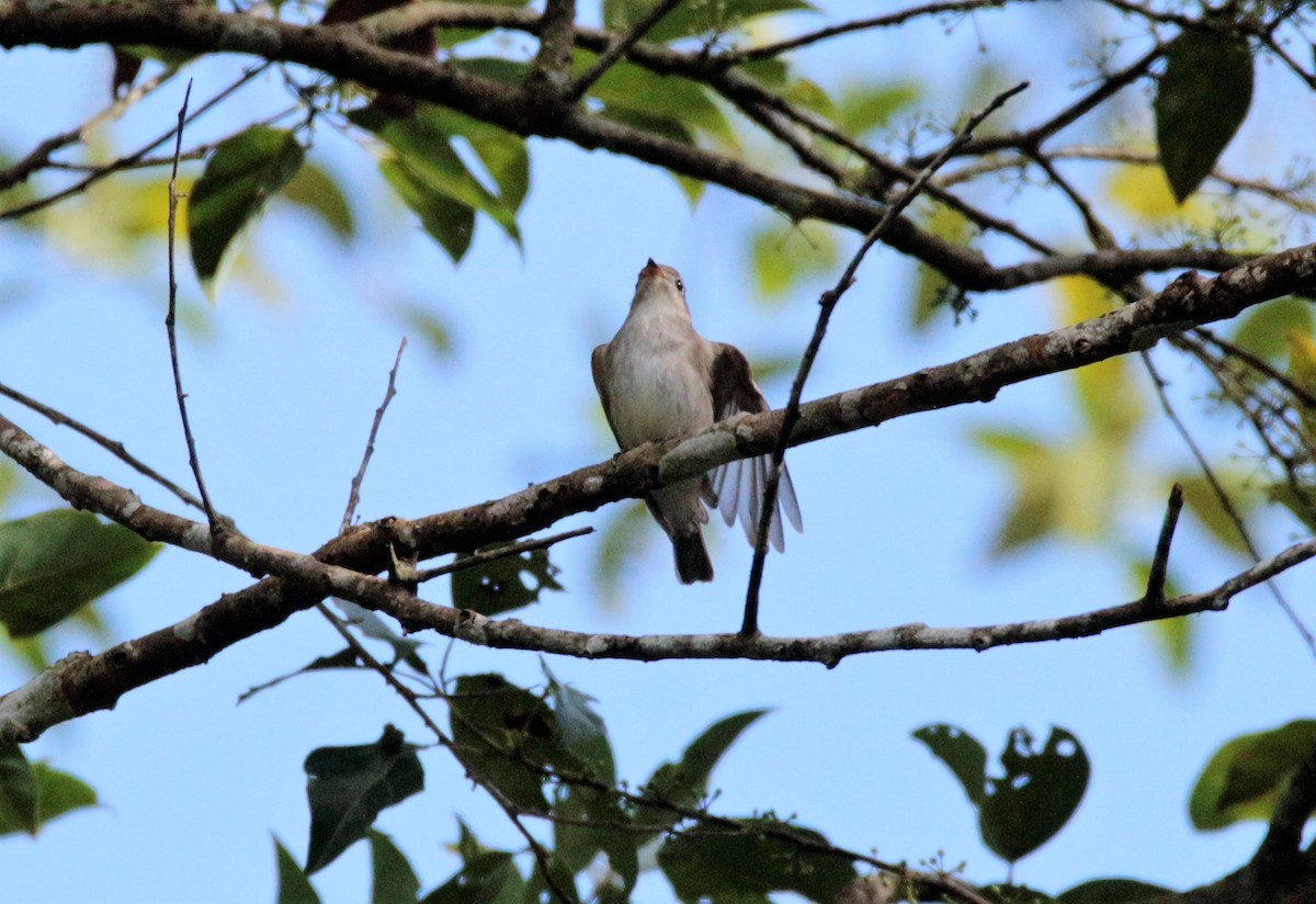 Asian Brown Flycatcher - ML42388681