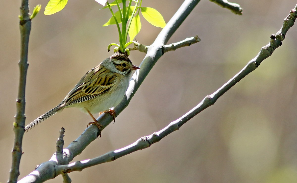 Clay-colored Sparrow - Yves Gauthier (Mtl)