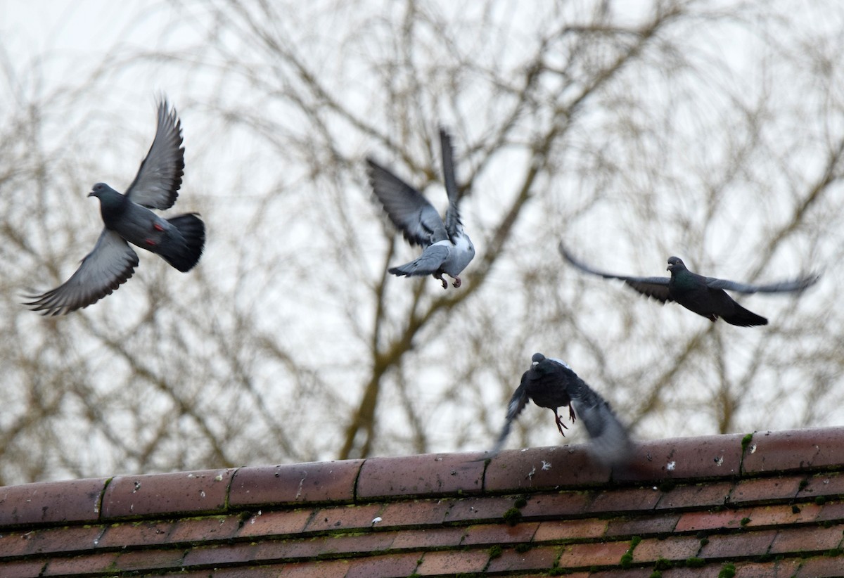 Rock Pigeon (Feral Pigeon) - ML423889701