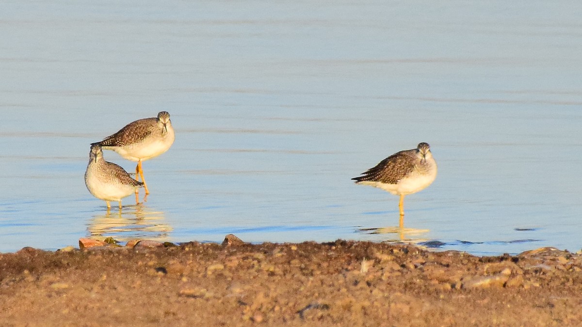 Greater Yellowlegs - ML423891791