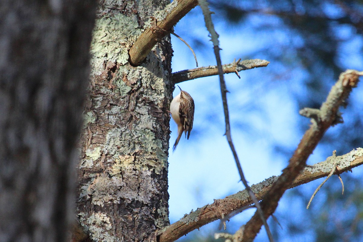 Brown Creeper - ML423892901