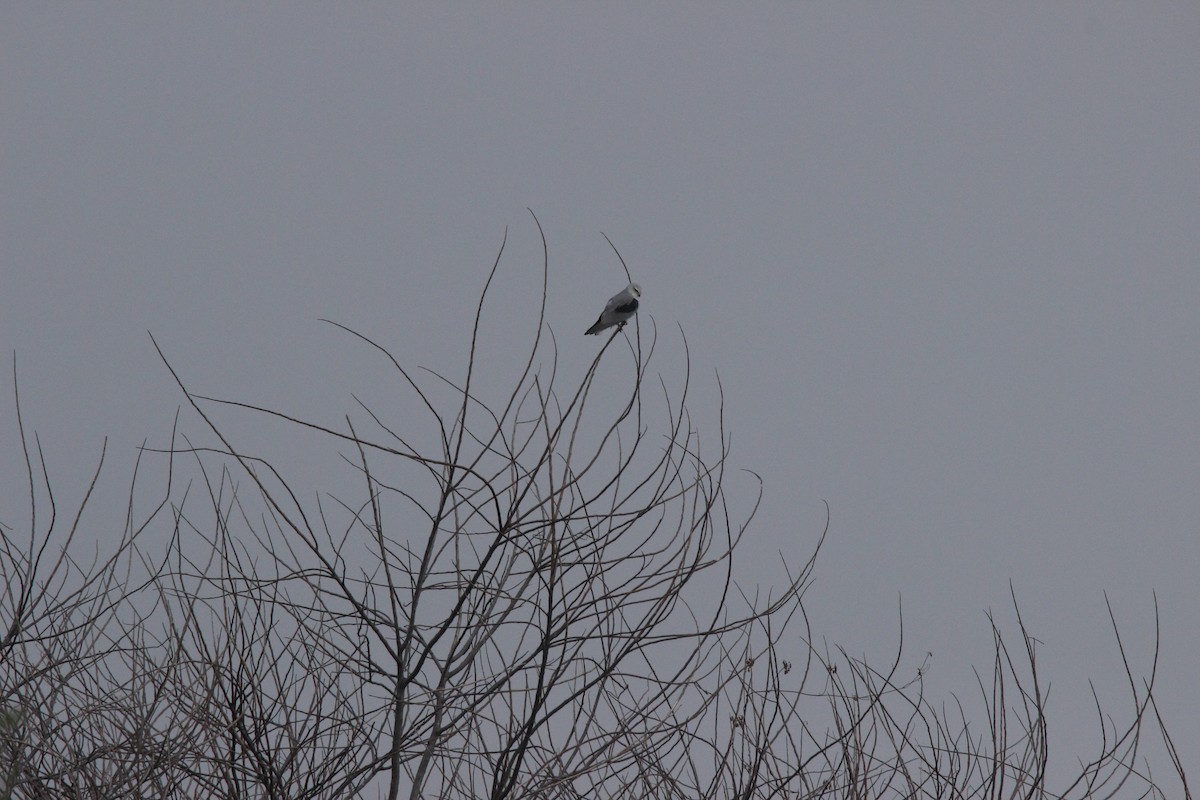 Black-winged Kite - Harshith JV