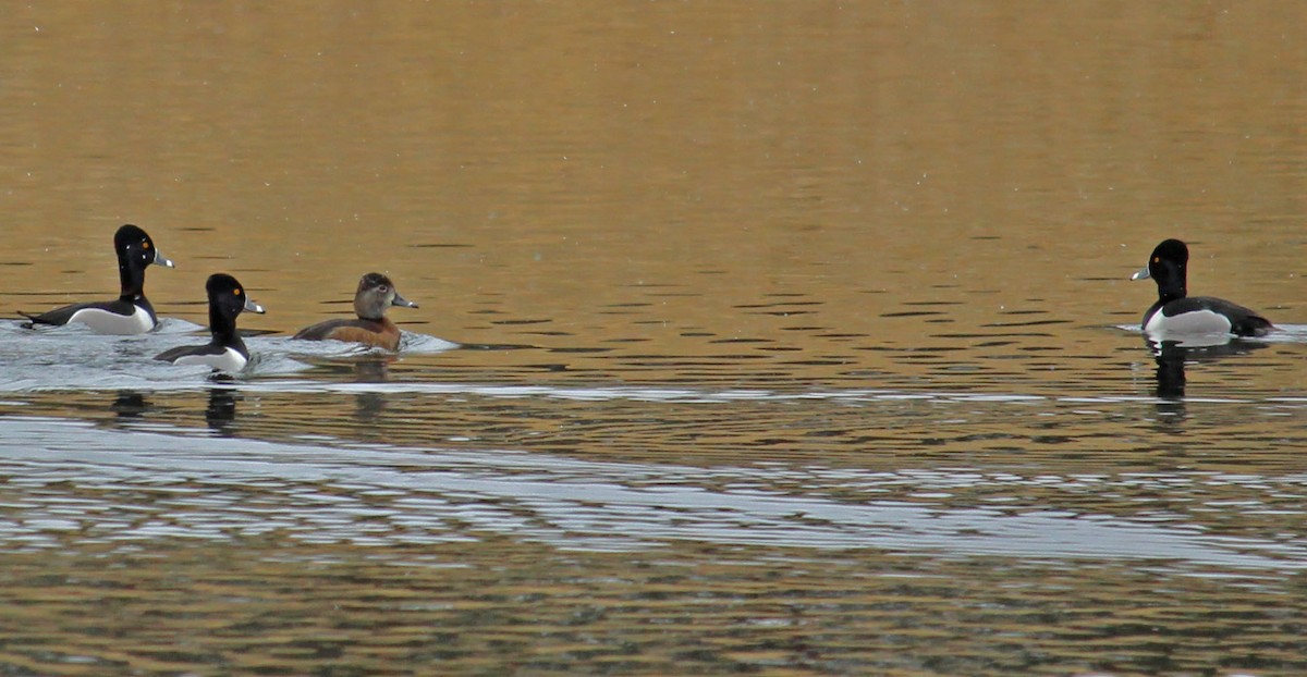 Ring-necked Duck - ML423894651