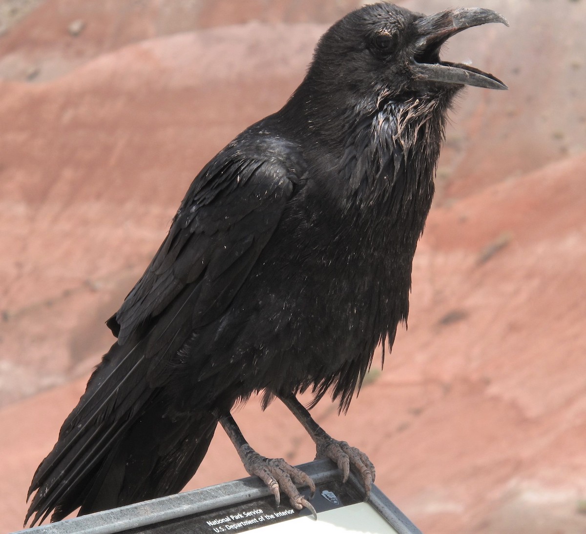 Common Raven - ML423895431