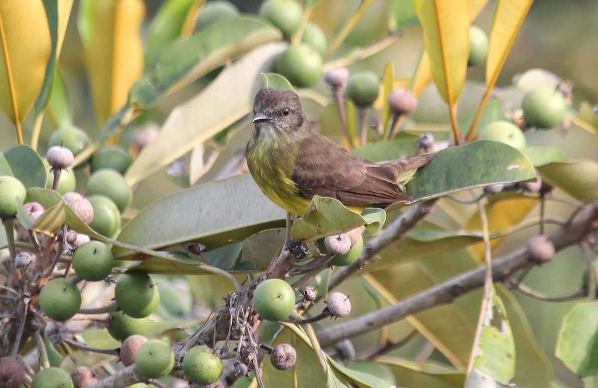 Dusky-chested Flycatcher - ML42389581