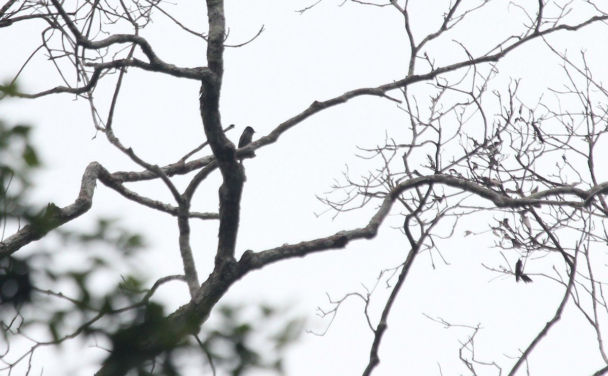 Blackish Pewee - ML42389621