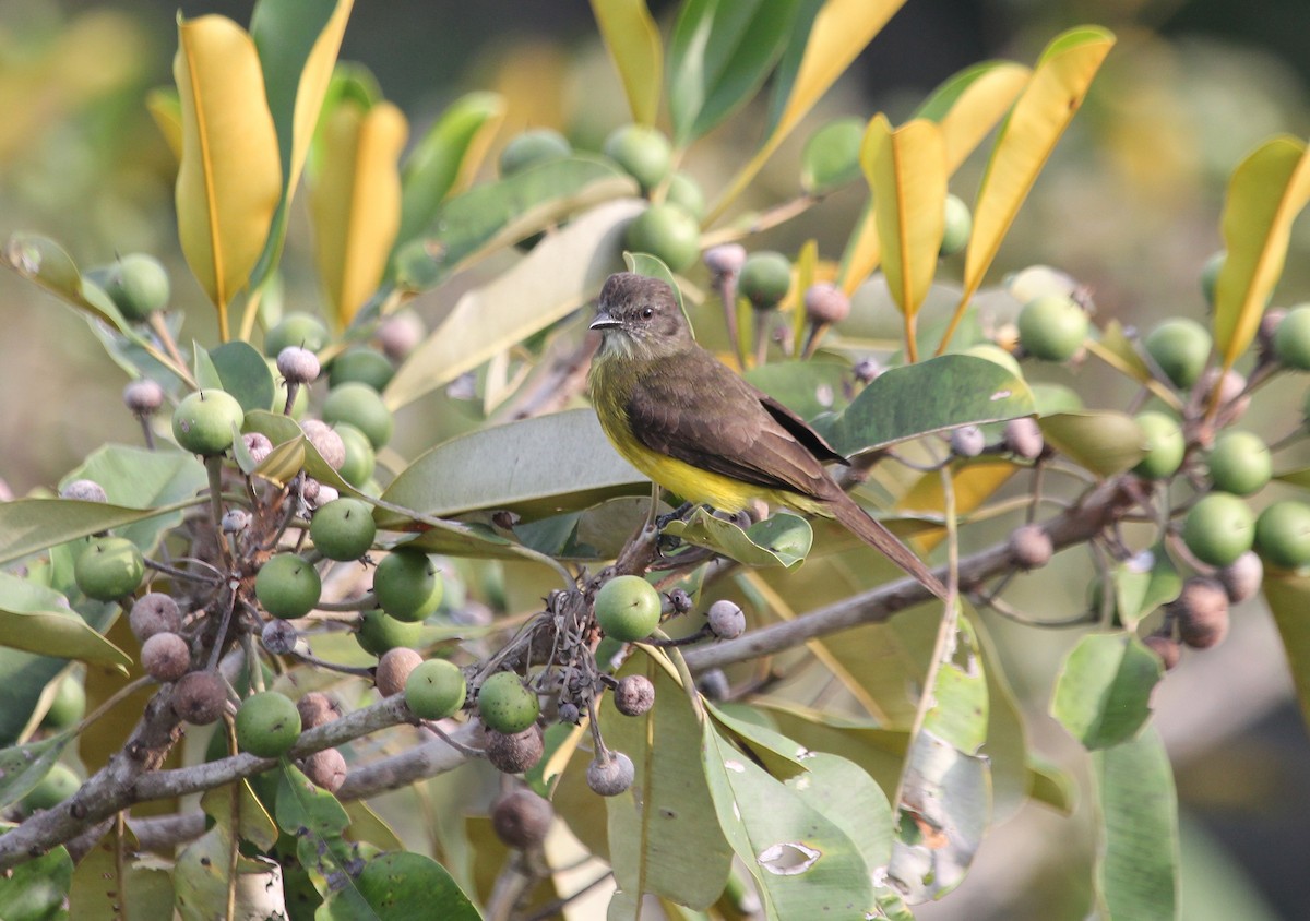 Dusky-chested Flycatcher - Alexander Lees