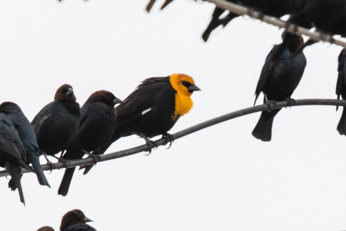 Yellow-headed Blackbird - ML423896851