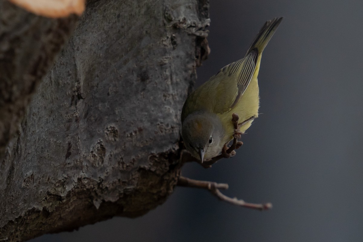 Orange-crowned Warbler - ML423897501