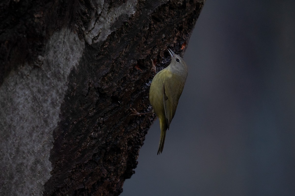 Orange-crowned Warbler - ML423897511