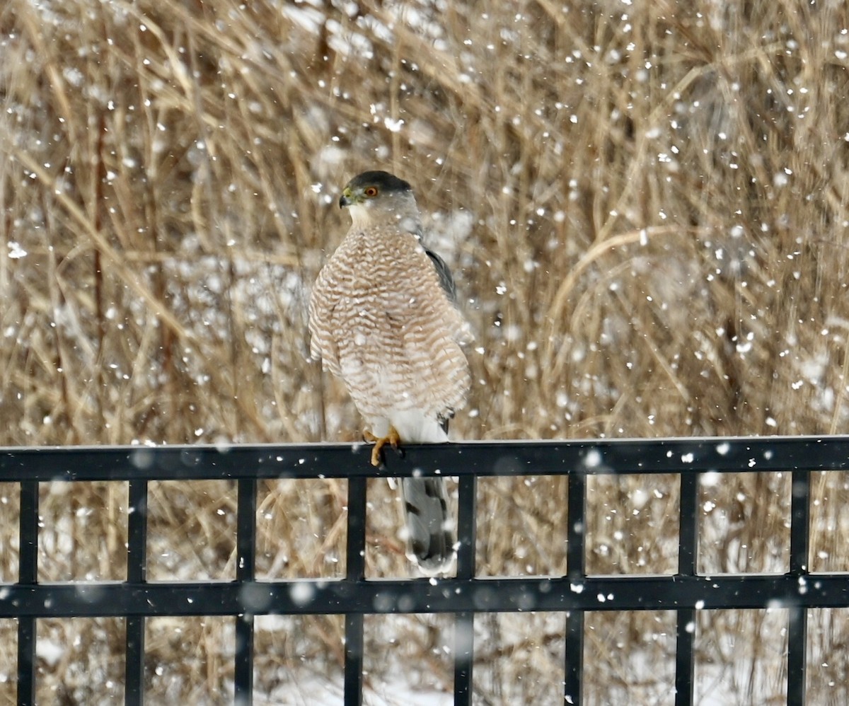 Cooper's Hawk - ML423898071