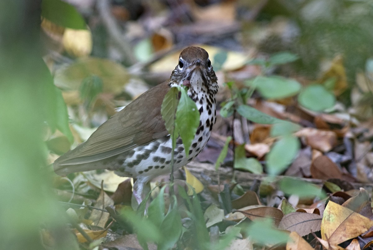 Wood Thrush - ML423899091