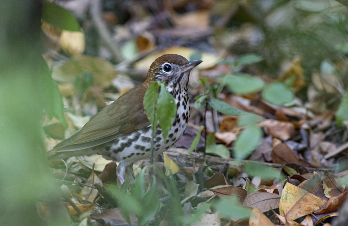 Wood Thrush - ML423899101