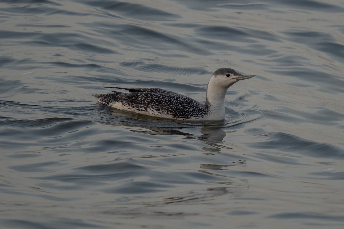 Red-throated Loon - ML423899481