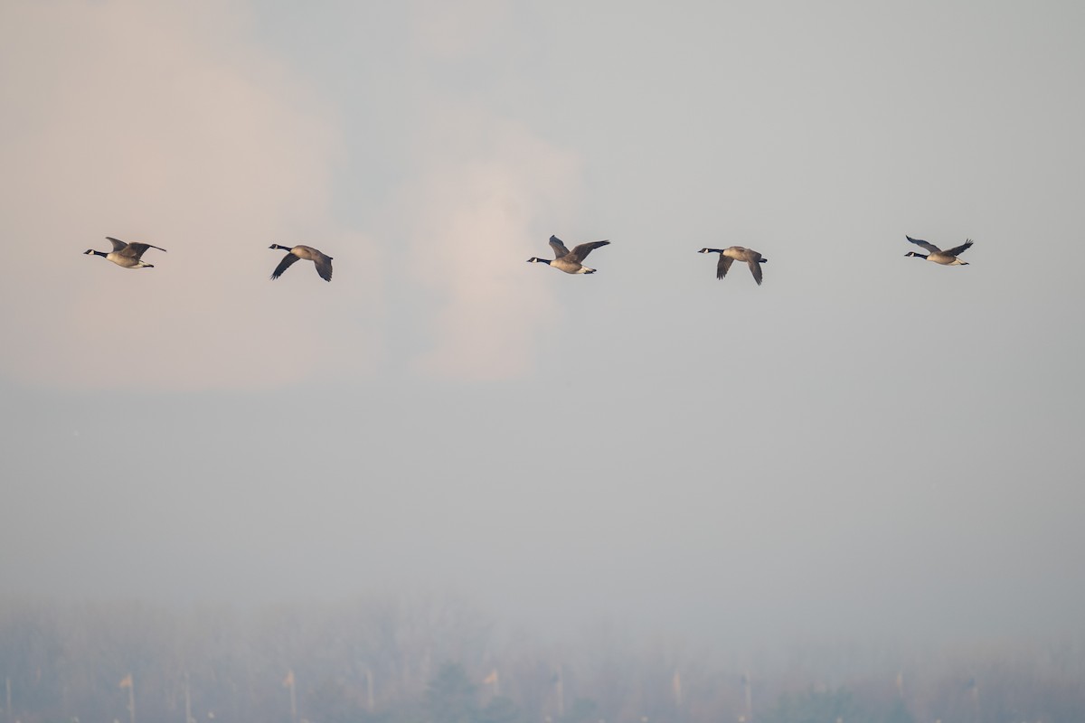 Canada Goose - ML423899551