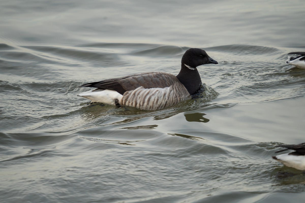 Brant - ML423899591