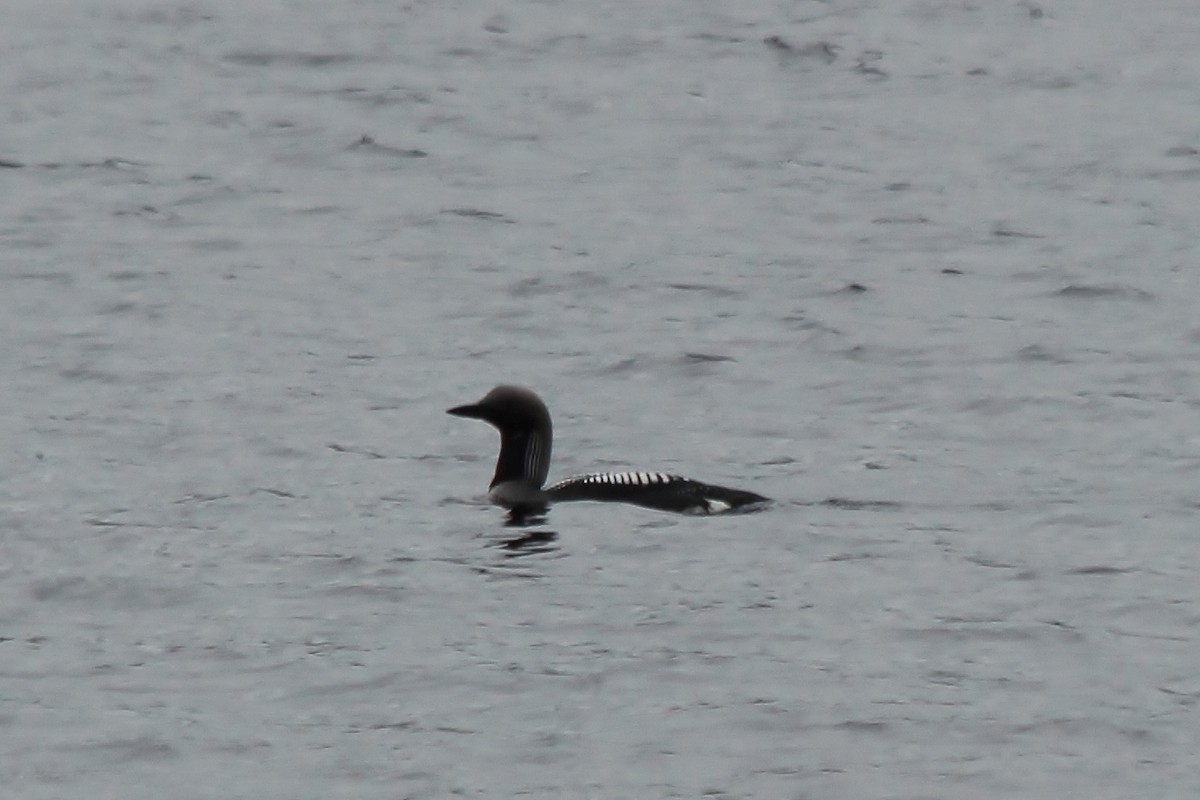 Arctic Loon - ML423899961