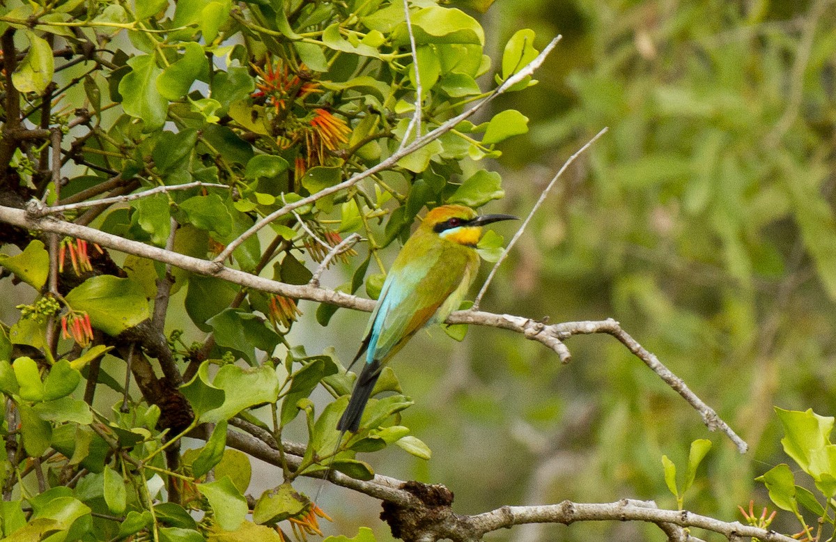 Rainbow Bee-eater - Calvin Walters