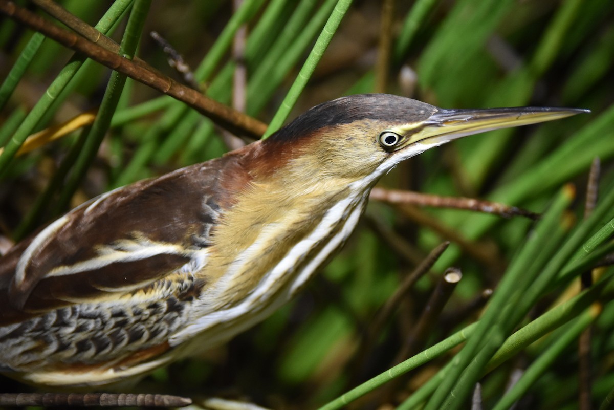 Least Bittern - ML423902551