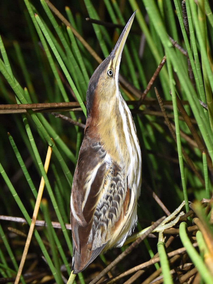 Least Bittern - ML423902671