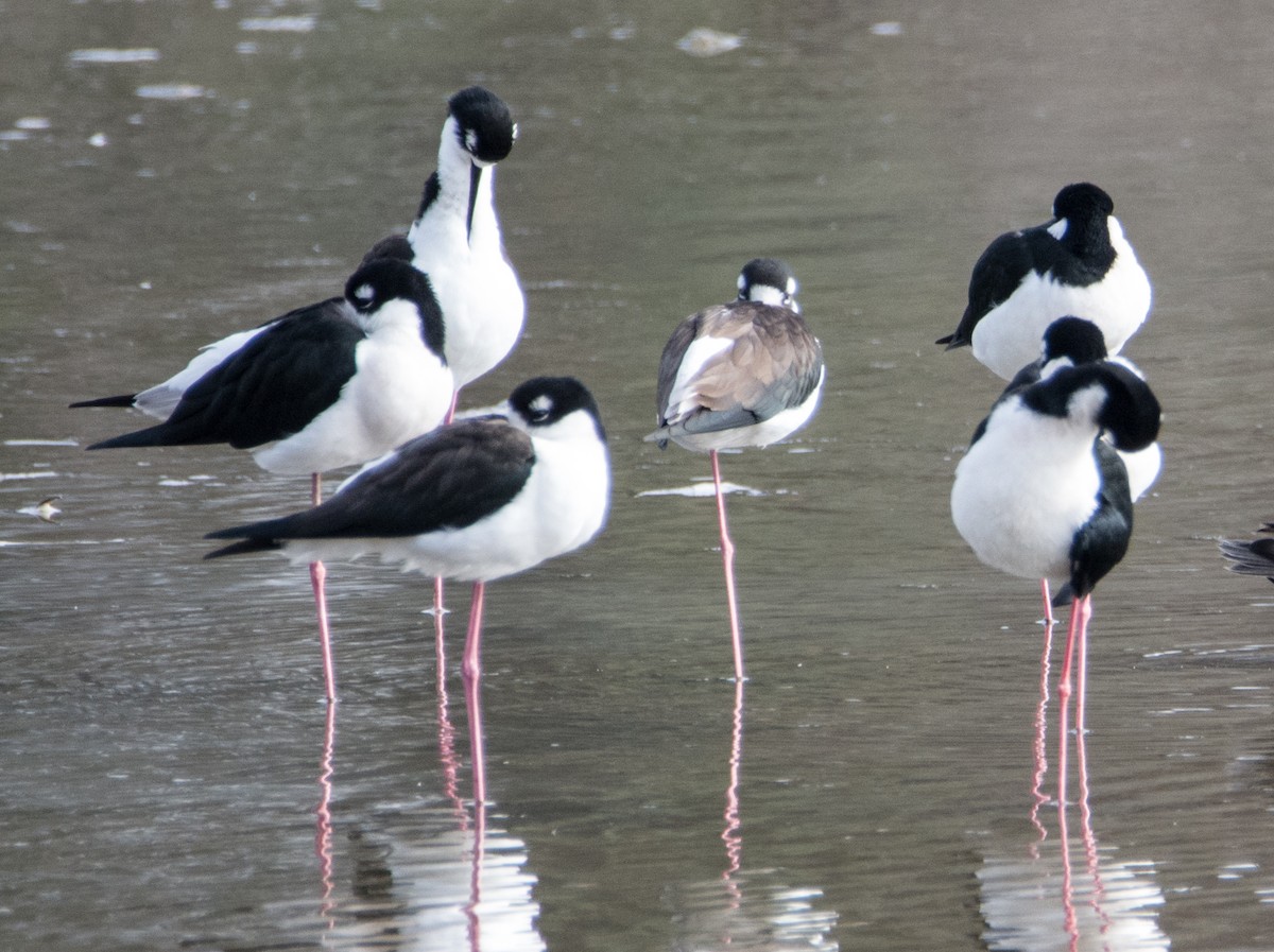 Black-necked Stilt - Kim Moore