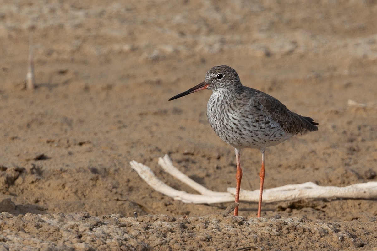 Common Redshank - Nikos Mavris