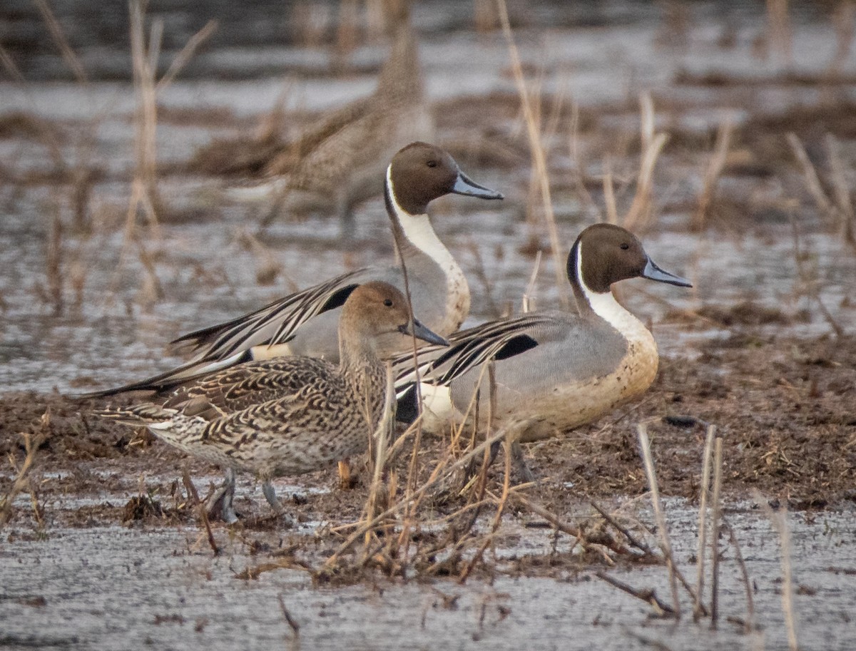 Northern Pintail - ML423903891