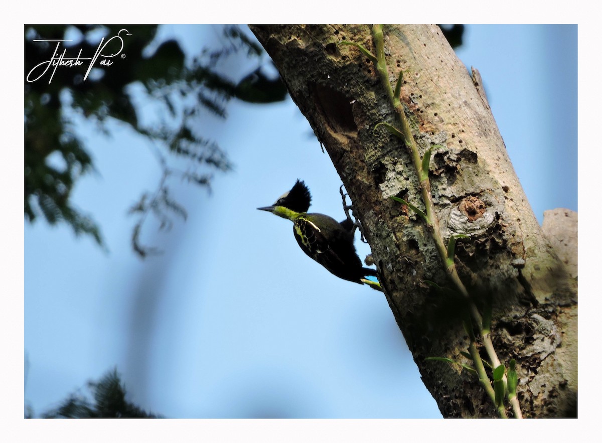 Heart-spotted Woodpecker - ML42390401