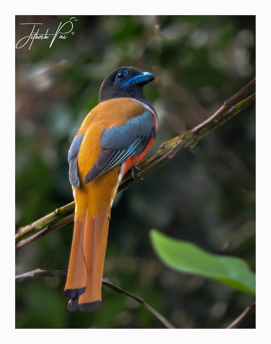 Malabar Trogon - ML42390411