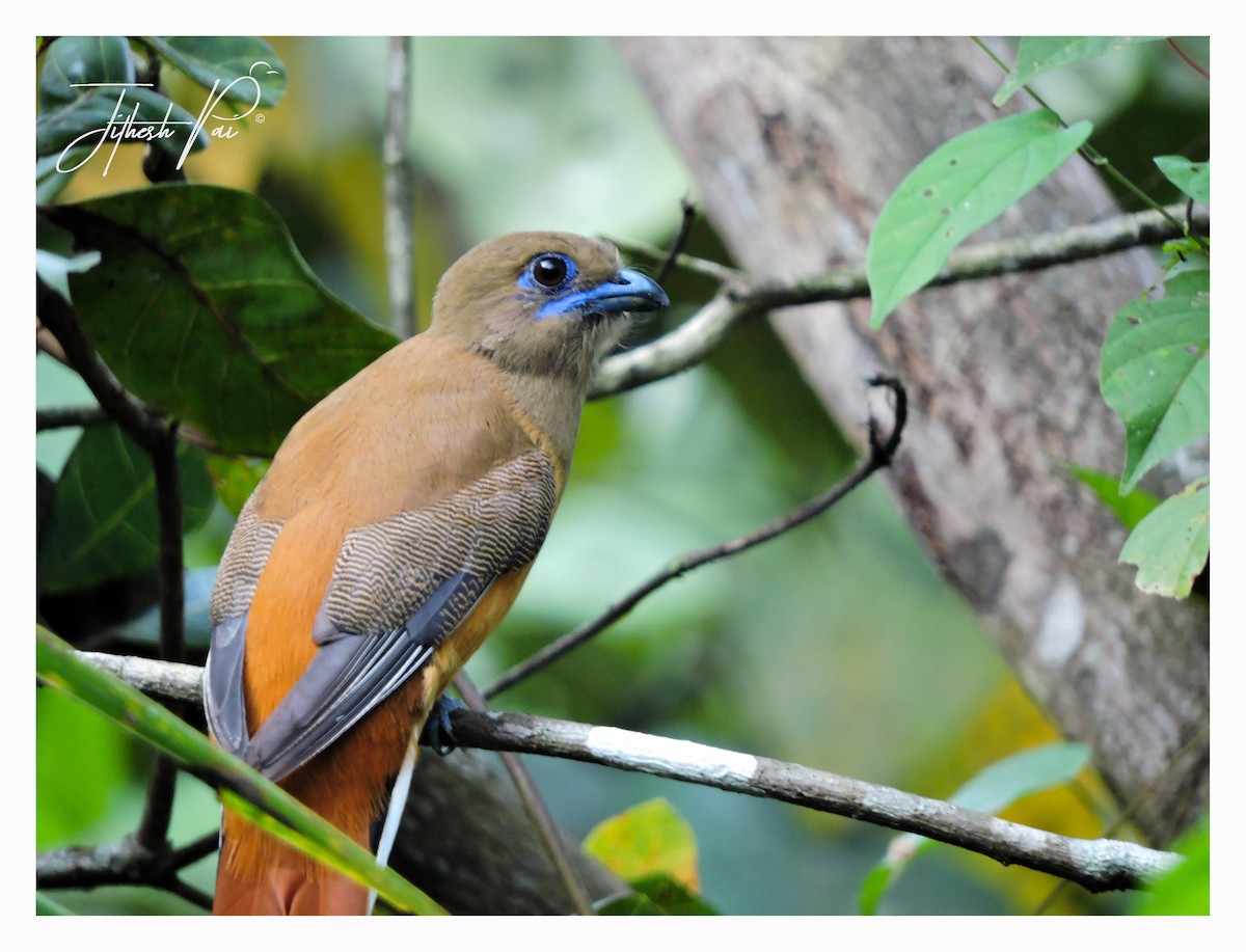 Malabar Trogon - ML42390431