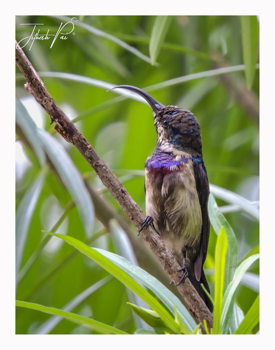 Loten's Sunbird - ML42390501