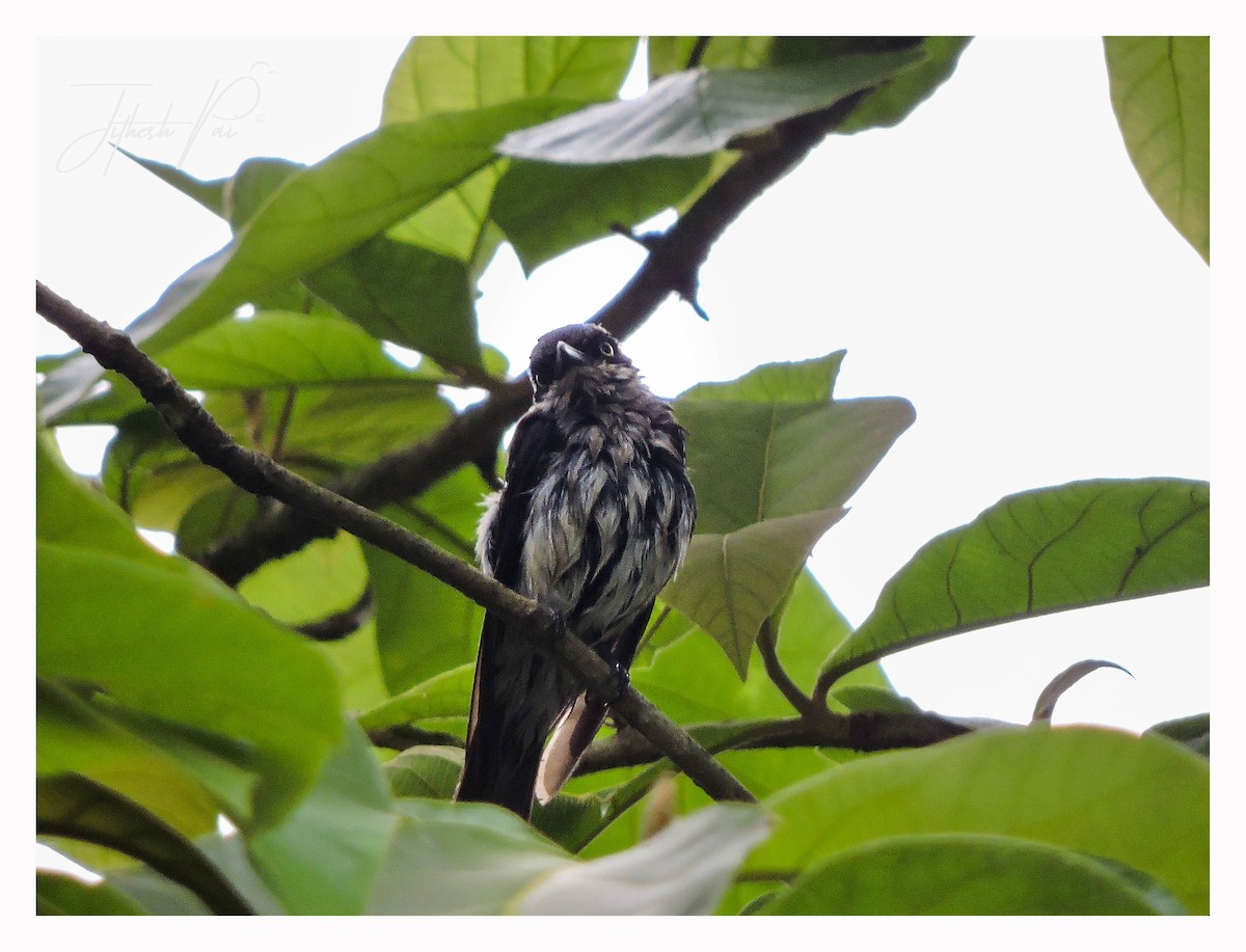 Brown-capped Pygmy Woodpecker - ML42390541