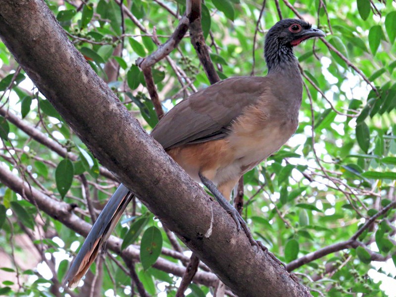 West Mexican Chachalaca