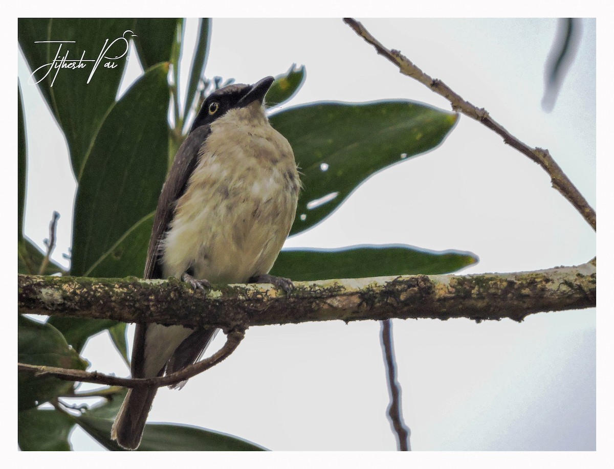 Malabar Woodshrike - ML42390601