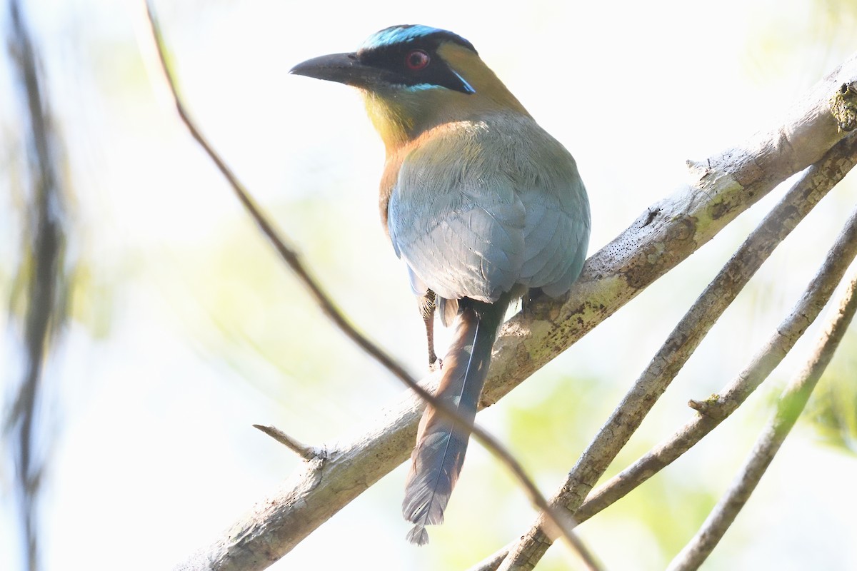 Lesson's Motmot - ML423906361